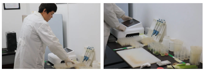 星禾农业：携手观麦，科学有效全面提升效能，大幅提升利润