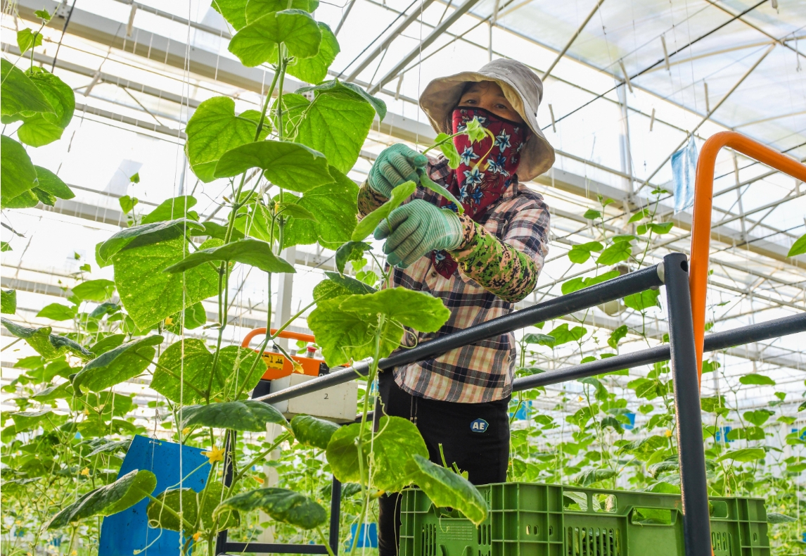 海南加快构建现代农业产业技术体系 海南加快构建现代农业产业技术体系