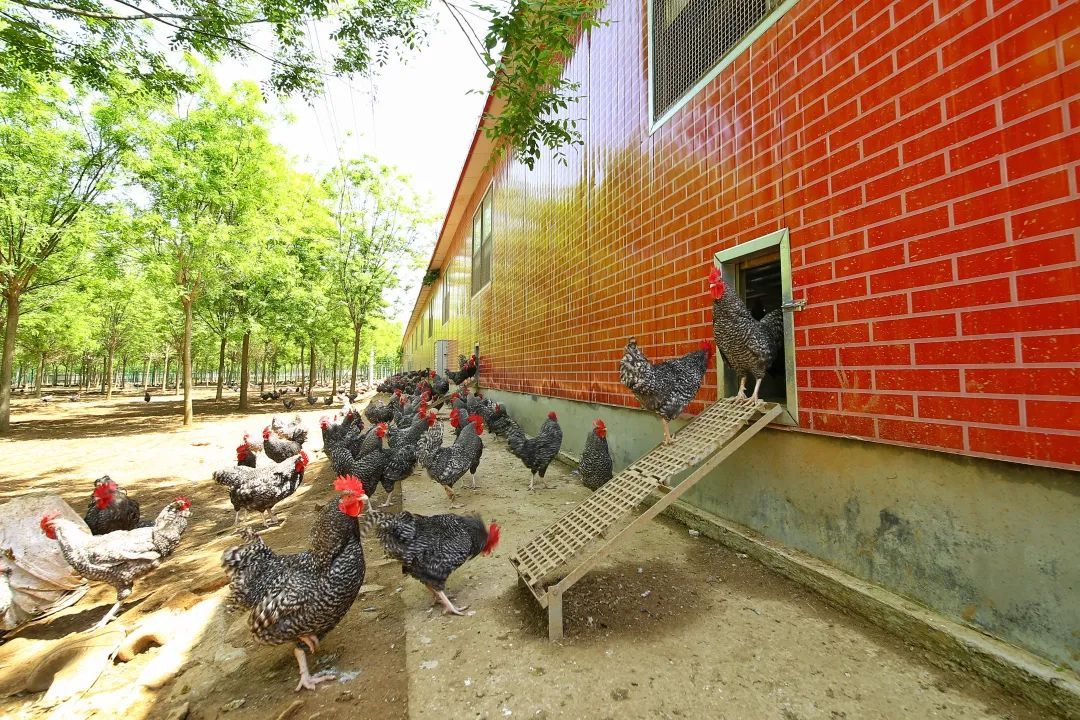 助力发展特色种养产业,实现“东产西移” 助力发展特色种养产业,实现“东产西移”