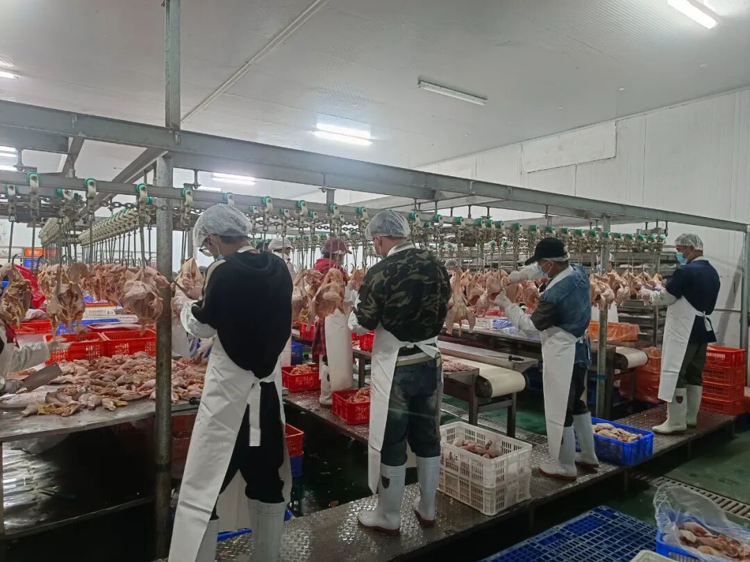 龙头逆袭！春江供应链人效3年翻番，观麦助力业务倍增