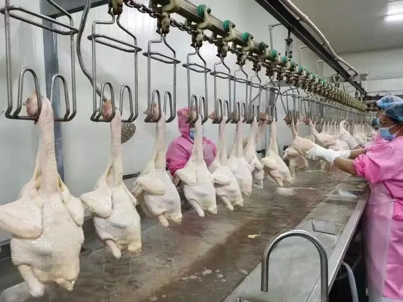 龙头逆袭！春江供应链人效3年翻番，观麦助力业务倍增