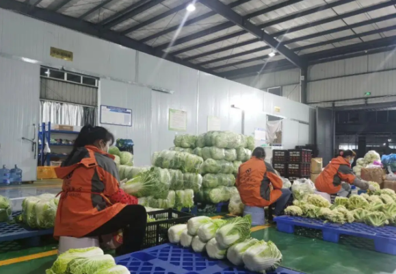 蔬菜配送公司损耗率怎么控制?这5个技巧让损耗率降低30% 蔬菜配送公司损耗率怎么控制?这5个技巧让损耗率降低30%