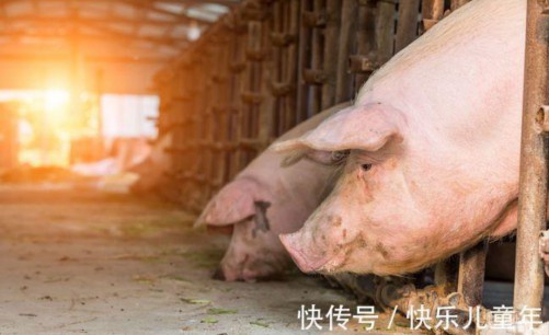 卖生猪白条新手怎么入行（白条猪销售业务员好做吗）