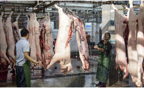 生猪期货交割品是白条猪吗（生猪期货交割价格与现货价格）